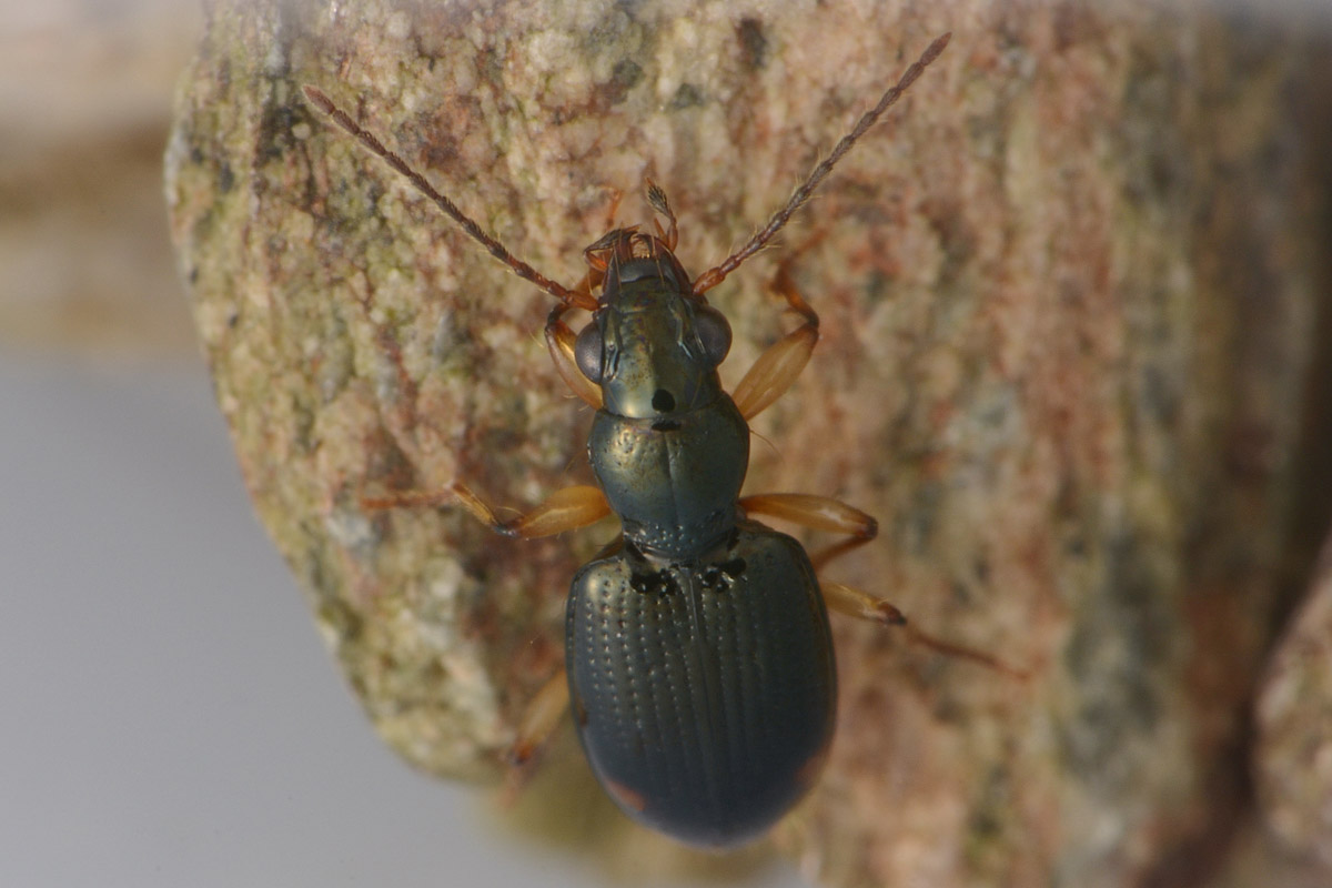 Carabidae: Sinechostictus elongatus